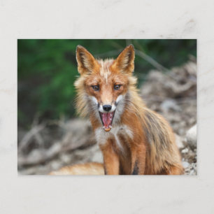 Carte Postale Beau renard rouge sauvage assis sur des pierres