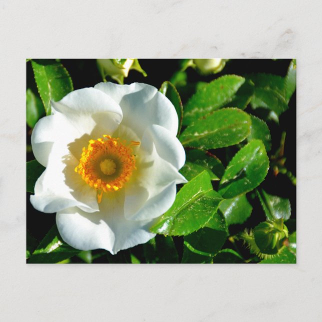 Carte Postale Beau Rose Cherokee (Devant)