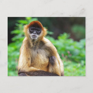 Carte Postale Beau singe araignée