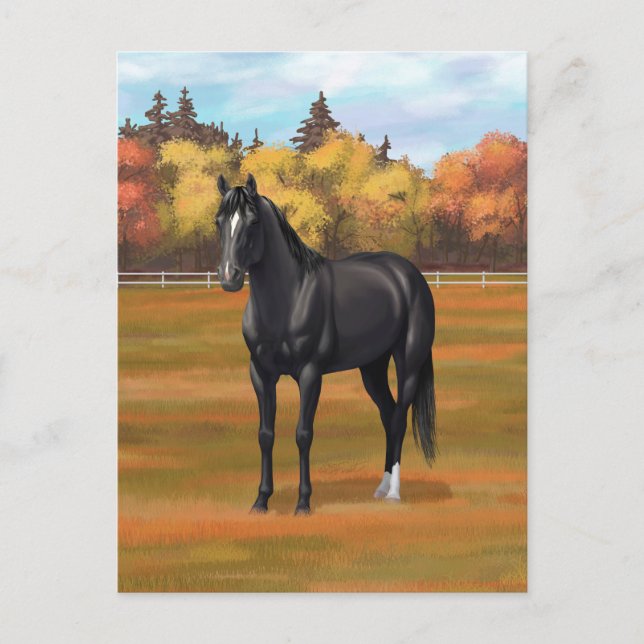 Carte Postale Beau Stallion Cheval du Quartier Noir (Devant)