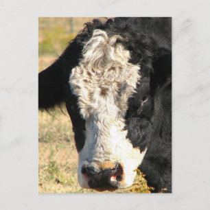 Carte Postale Beau taureau