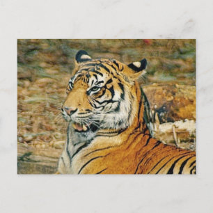 Carte Postale Beau tigre