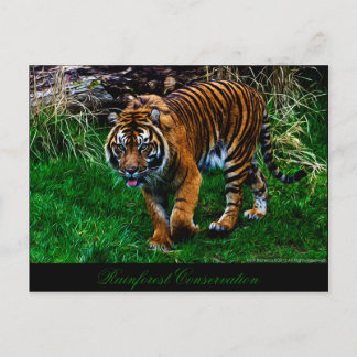 Carte Postale Beau tigre de Sumatran