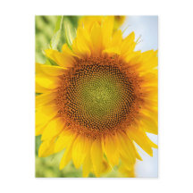 Beau Tournesol avec citation d'Helen Keller