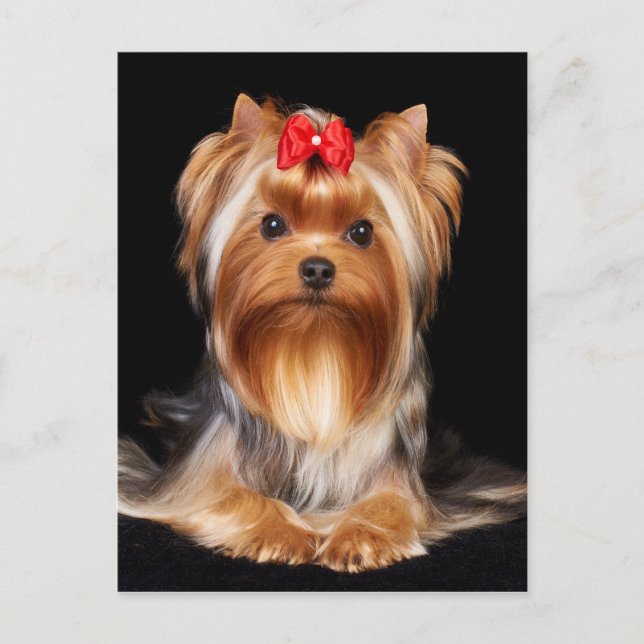 Carte Postale Beau Yorkshire Terrier (Devant)