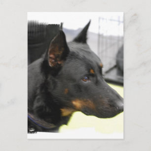 Carte postale Beauceron