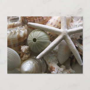 Carte Postale Beaucoup de coquillages Imprimer