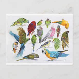 Carte Postale Beaucoup et beaucoup de perroquets sur beaucoup et