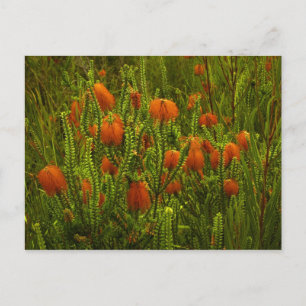 Carte postale Beaufortia