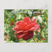 Beaumont, Texas Botanical Garden Roses