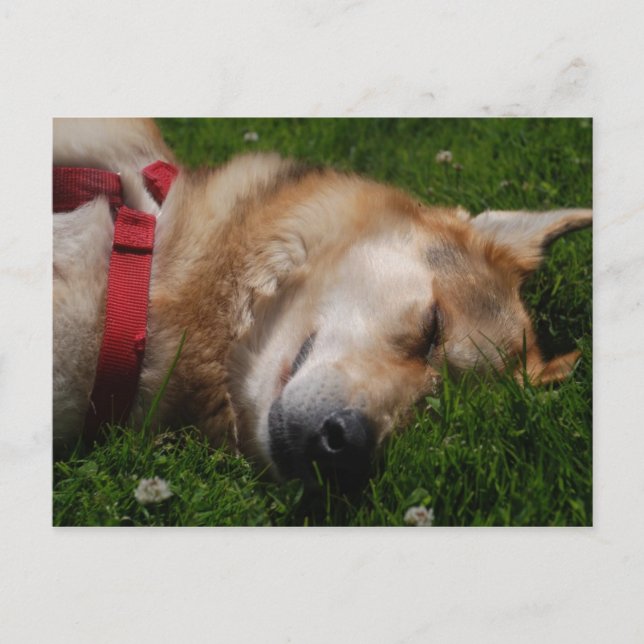 Carte postale Beauté Chiot Sleepy (Devant)