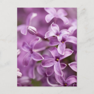 Carte Postale Beauté dans la nature - Purple Lilac