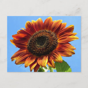 Carte Postale Beauté d'automne tournesol