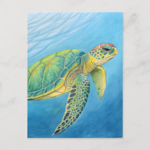 Carte Postale Beauté de la tortue