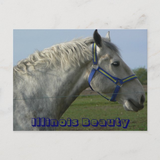 Carte Postale Beauté de l'Illinois (Devant)