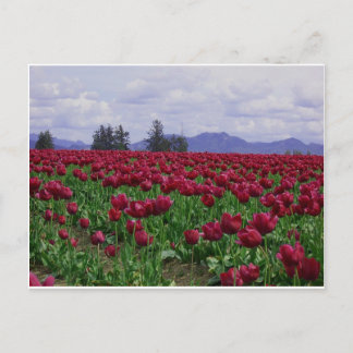 Carte Postale Beauté de vallée de Skagit