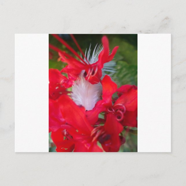 Carte Postale Beauté délicate : Fleur rouge avec plumes blanches (Devant)