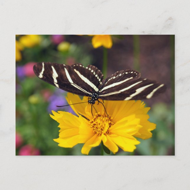 Carte Postale Beauté des papillons Zebra (Devant)