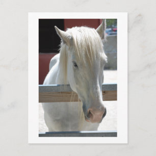 Carte Postale Beauté du cheval blanc