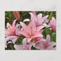 Beauté florale du lièvre rose
