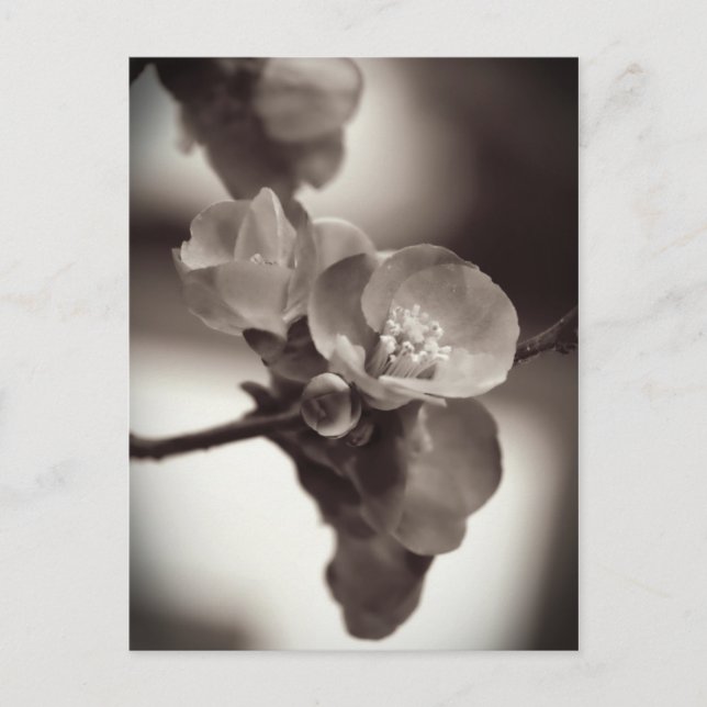 Carte Postale Beauté silencieuse (Devant)