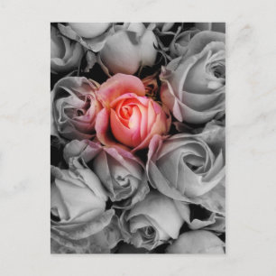 Carte Postale Beauté unique