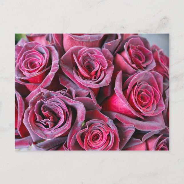 Carte Postale Beauté Velvet (Devant)