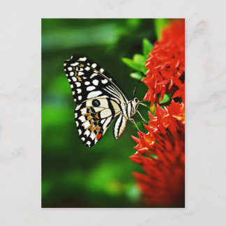 Carte Postale Beautiful Butterfly on Red Flowers