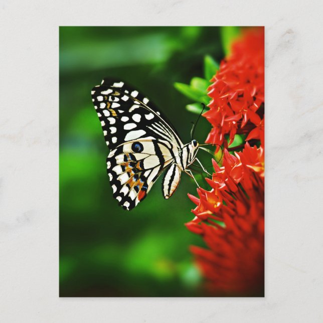 Carte Postale Beautiful Butterfly on Red Flowers (Devant)