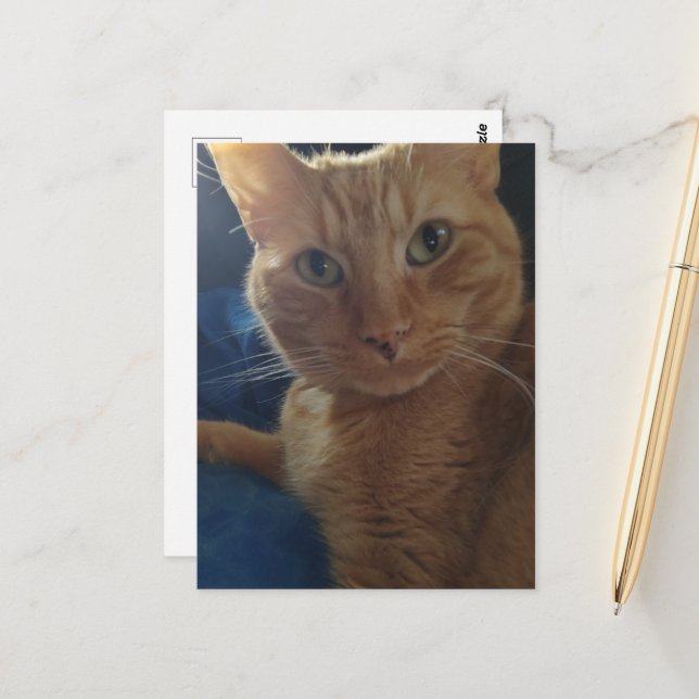 Carte Postale Beautiful Cute Ginger Tabby Cat (Devant/Arrière en situation)