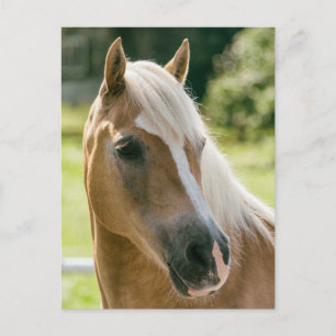 Carte Postale Beautiful haflinger horse portrait