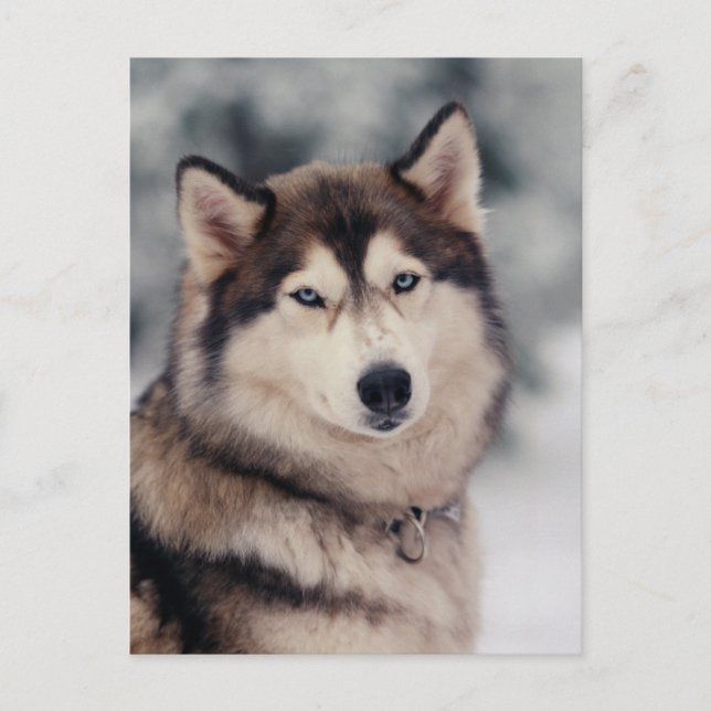 Carte Postale Beautiful Husky in the Outdoors (Devant)