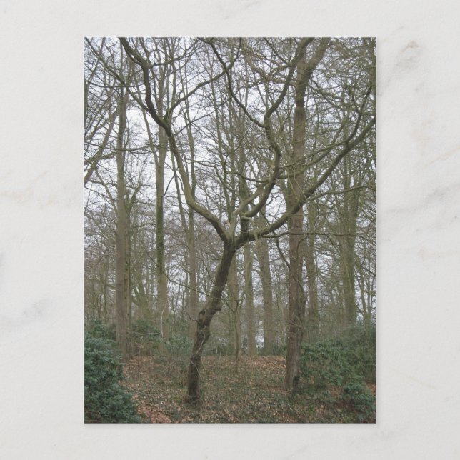 Carte Postale Beautiful Nature I, Send Ugly Postcard (Devant)