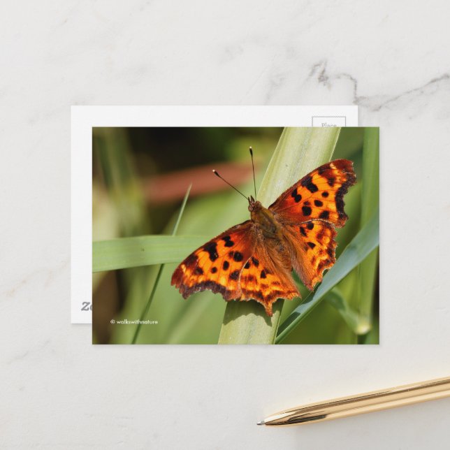 Carte Postale Beautiful Orange Satyr Comma Butterfly (Devant/Arrière en situation)