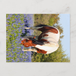 Carte Postale Beautiful Paint Horse in a field of Blue Bonnets