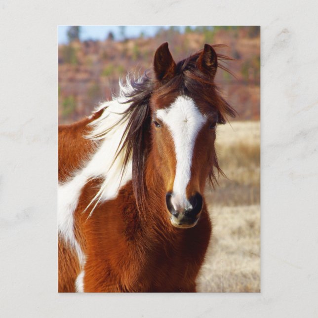 Carte Postale Beautiful Paint Horse Postcards (Devant)