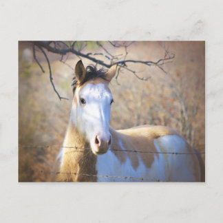 Carte Postale Beautiful Paint Horse Postcards