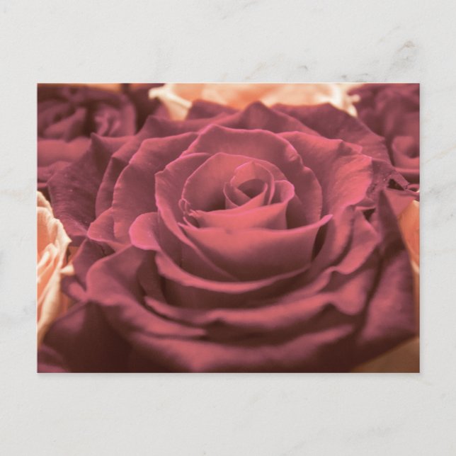 Carte Postale Beautiful red pink roses flowers photo romantic re (Devant)
