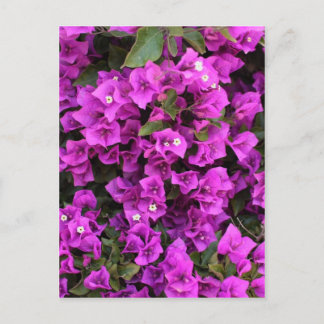 Carte Postale Beaux Bougainvilliers