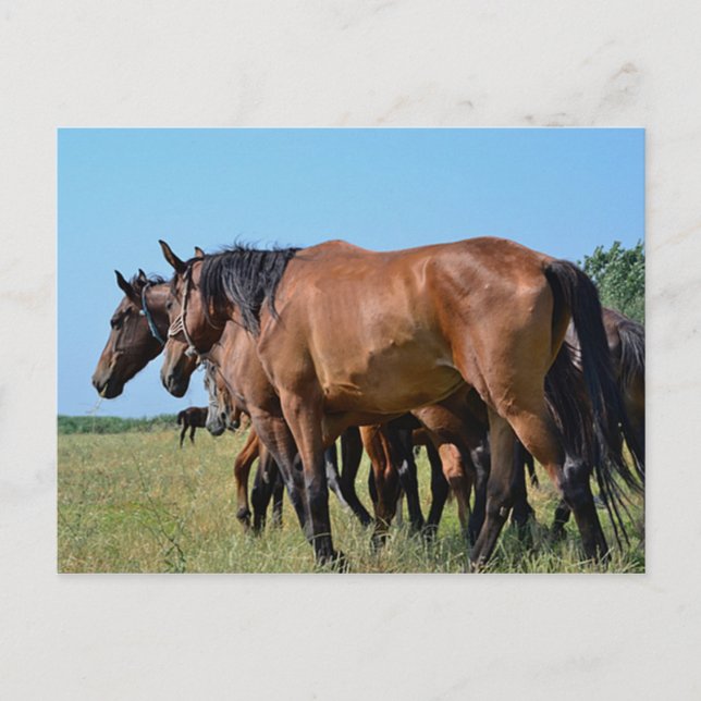 Carte Postale Beaux Chevaux de Baie (Devant)