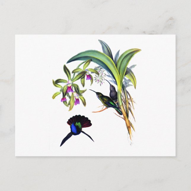 Carte Postale Beaux colibris et orchidées pourpres (Devant)