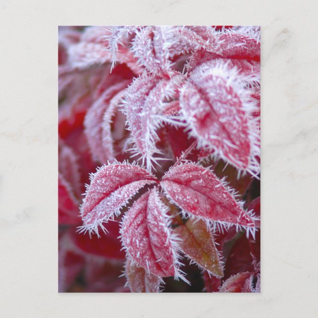 Carte Postale Beaux feuilles rouges avec givre épicé. (Devant)