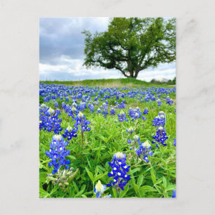 Carte Postale Beaux Lupins Bleus Photographie Texas