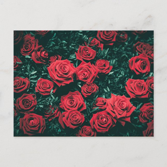 Carte Postale Beaux Roses Rouges (Devant)
