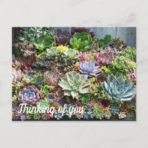 Carte Postale Beaux succulents