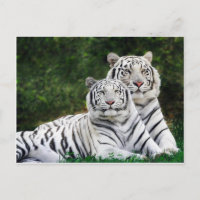 Beaux tigres blancs