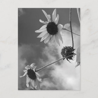 Carte Postale Beaux Tournesols en Noir et Blanc
