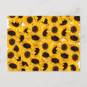Carte Postale Beaux Tournesols Vibrants Nature Motif Floral