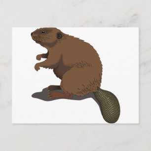 Carte Postale Beaver