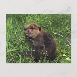Carte Postale Beaver